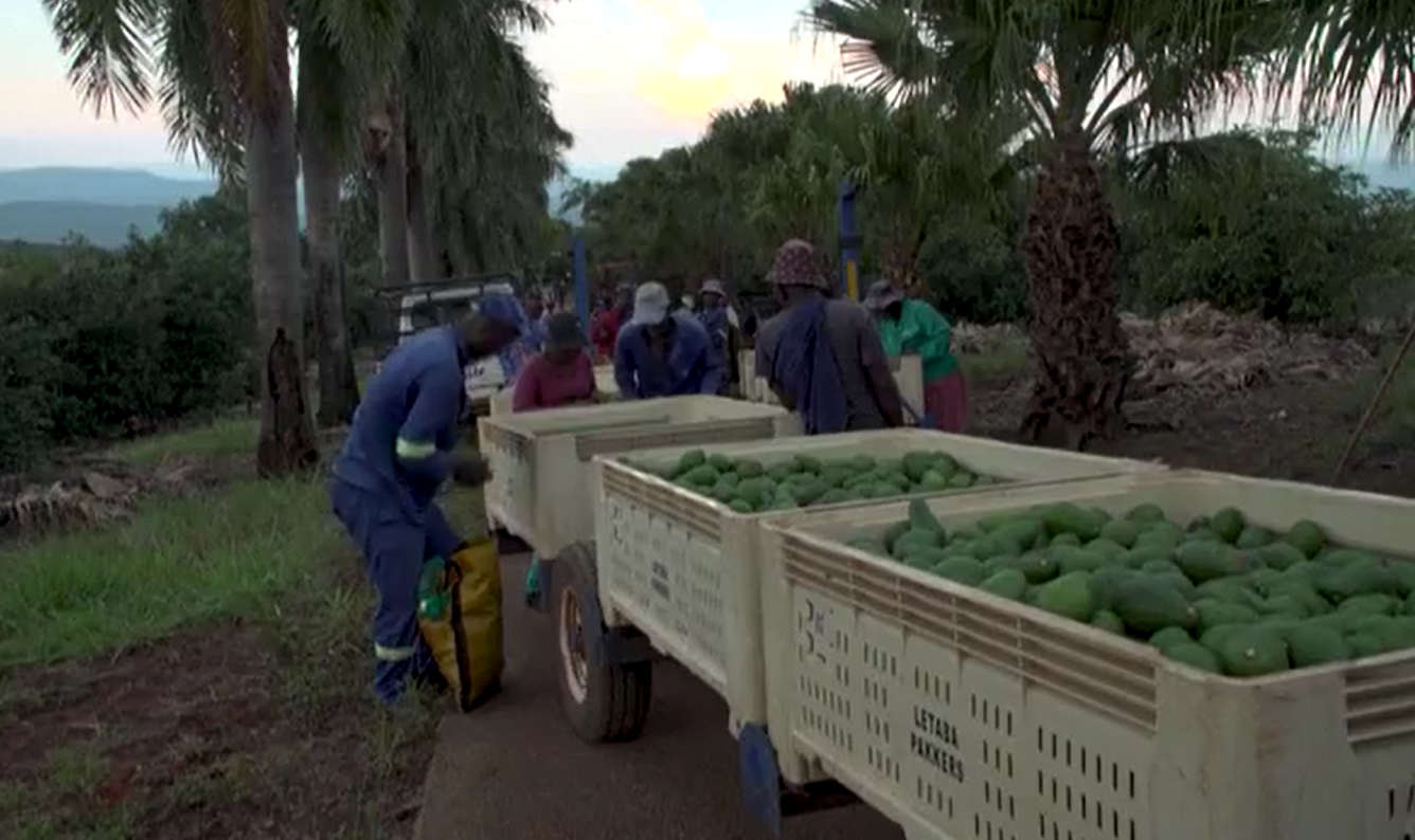Video – “Green Gold”: Avocado boom drives crop theft in South Africa