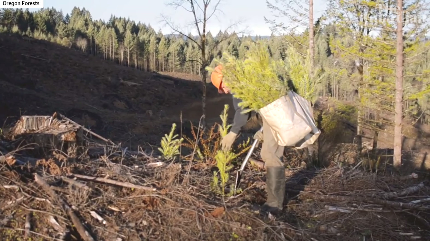 Video – How we get tree planting wrong