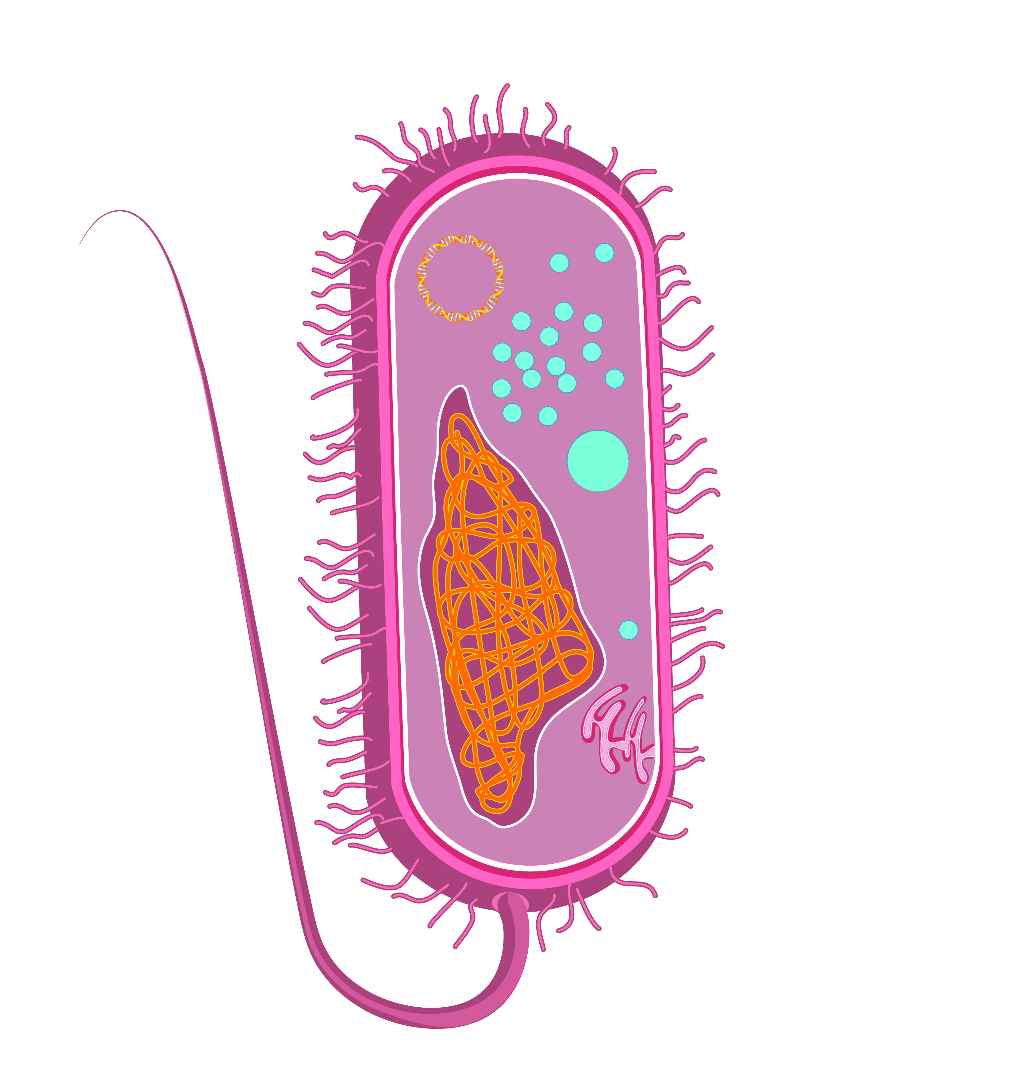 Grafik: Bakterium – Aufbau