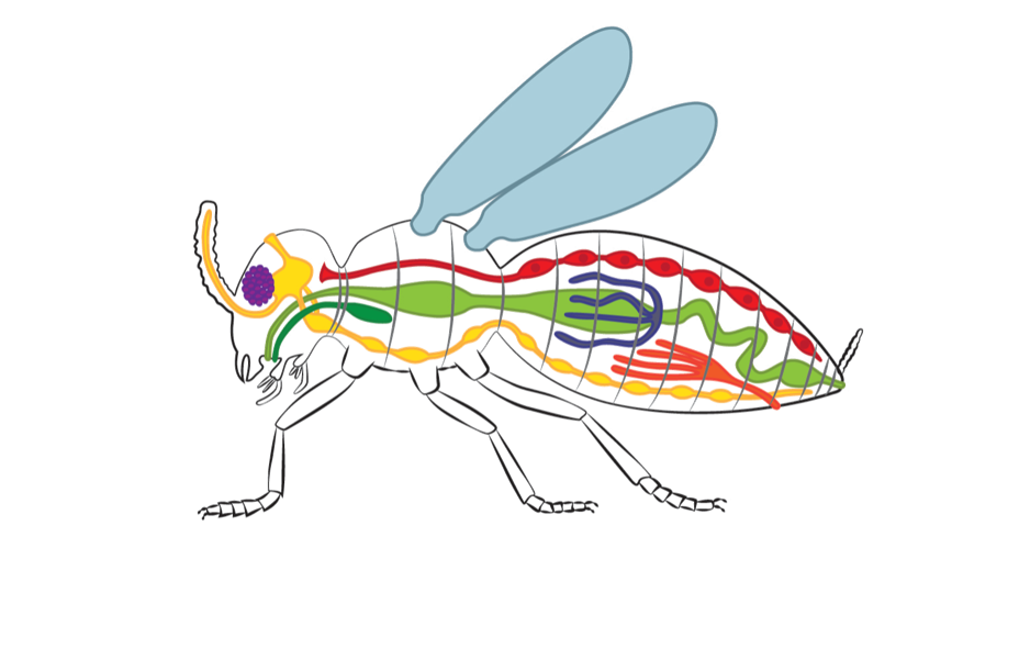 Grafik: Insekten – innere Organe