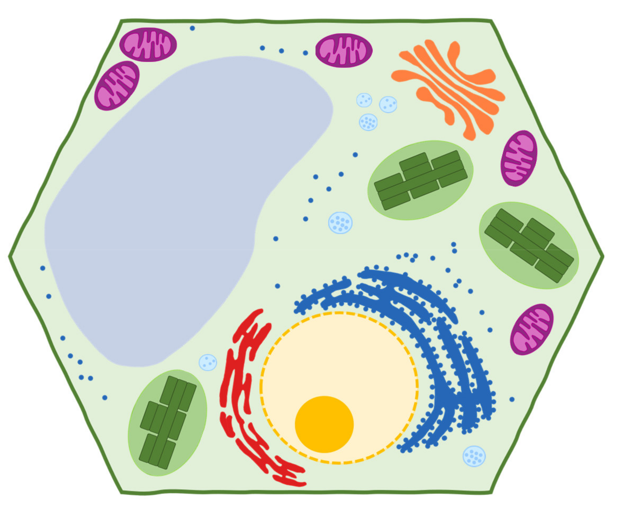 Grafik: Pflanzenzelle – Aufbau