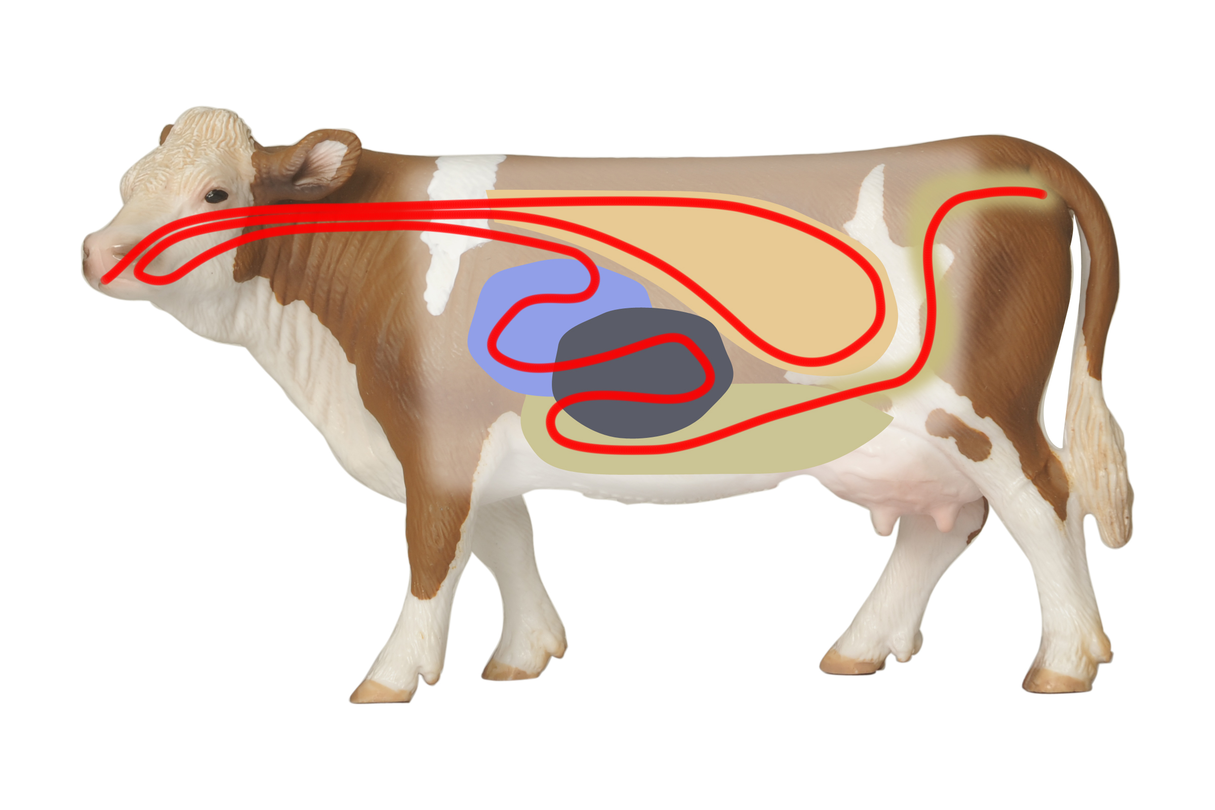 Grafik: Rind – Verdauung