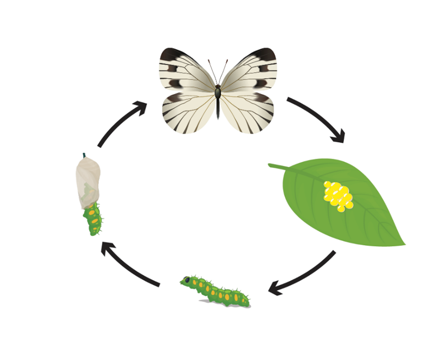 Grafik: Insekten – Entwicklung