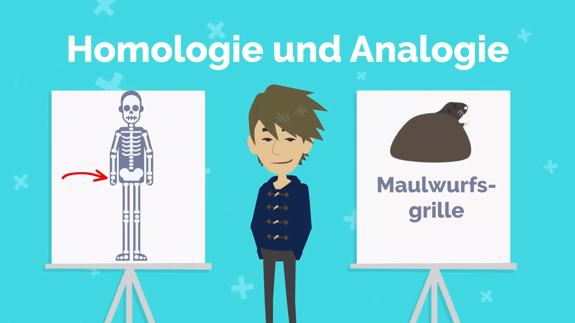 Erklärvideo: Homologie und Analogie