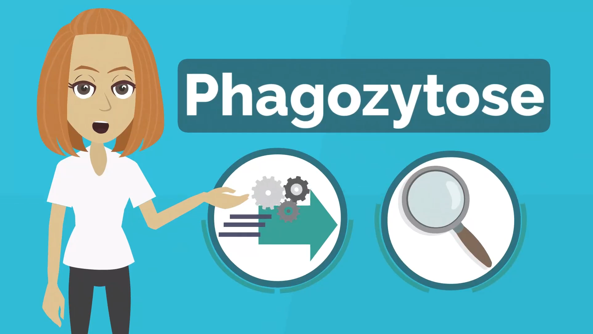 Erklärvideo: Phagozytose