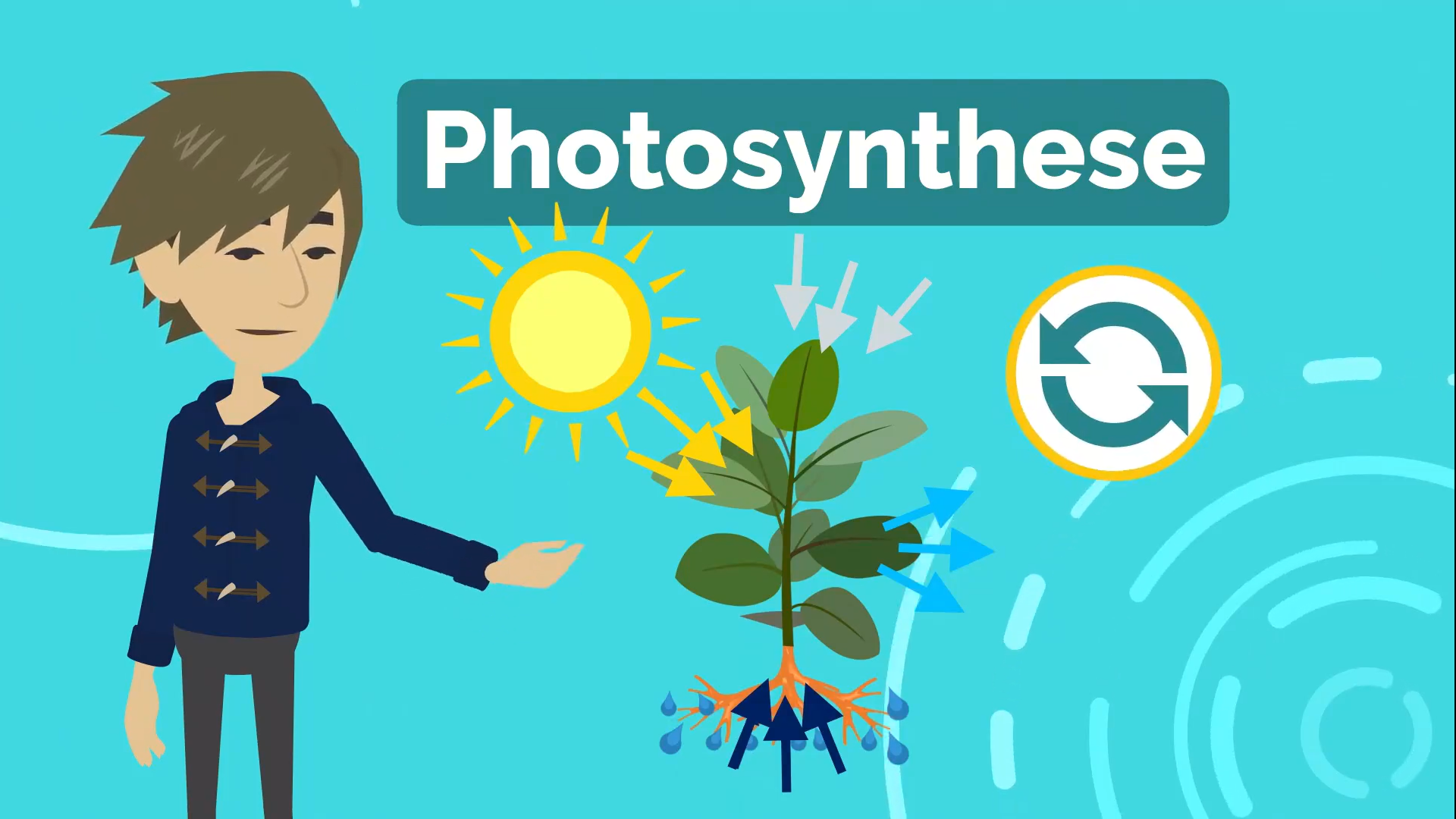 Erklärvideo: Photosynthese
