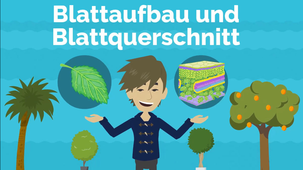 Erklärvideo: Blattaufbau und Blattquerschnitt