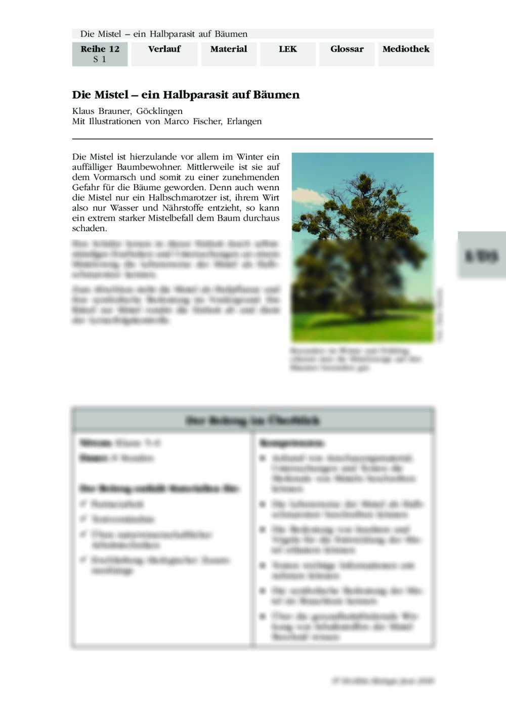 Die Mistel – ein Halbparasit auf Bäumen - Seite 1