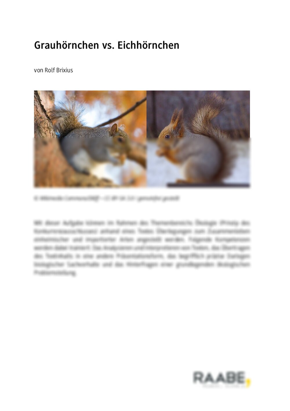 Grauhörnchen vs. Eichhörnchen - Seite 1