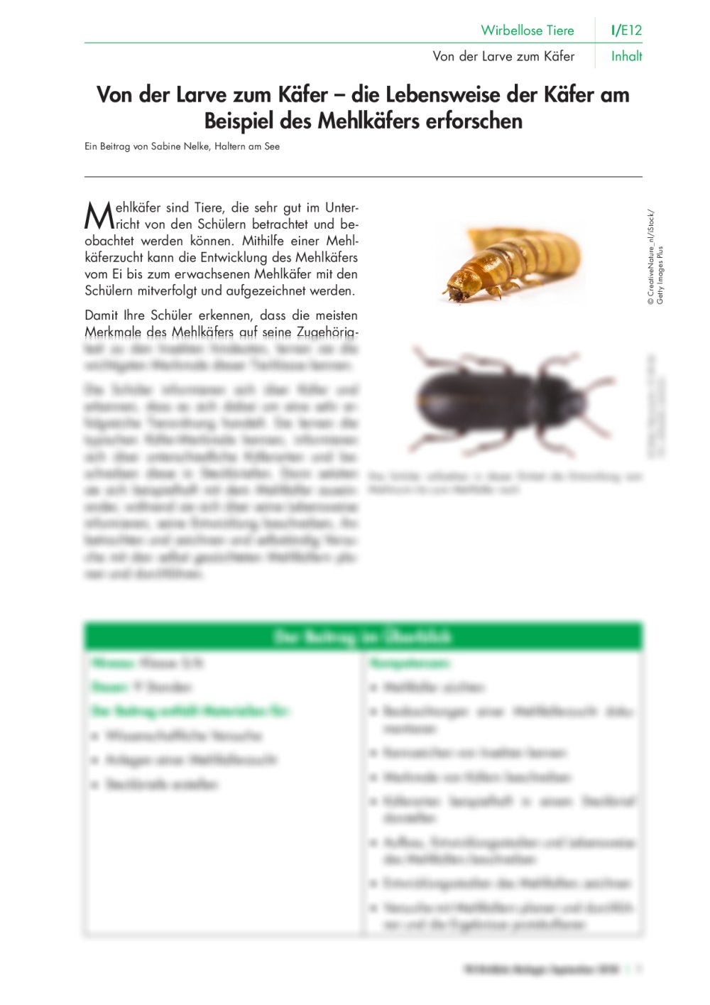 Lebensweise der Käfer - Seite 1