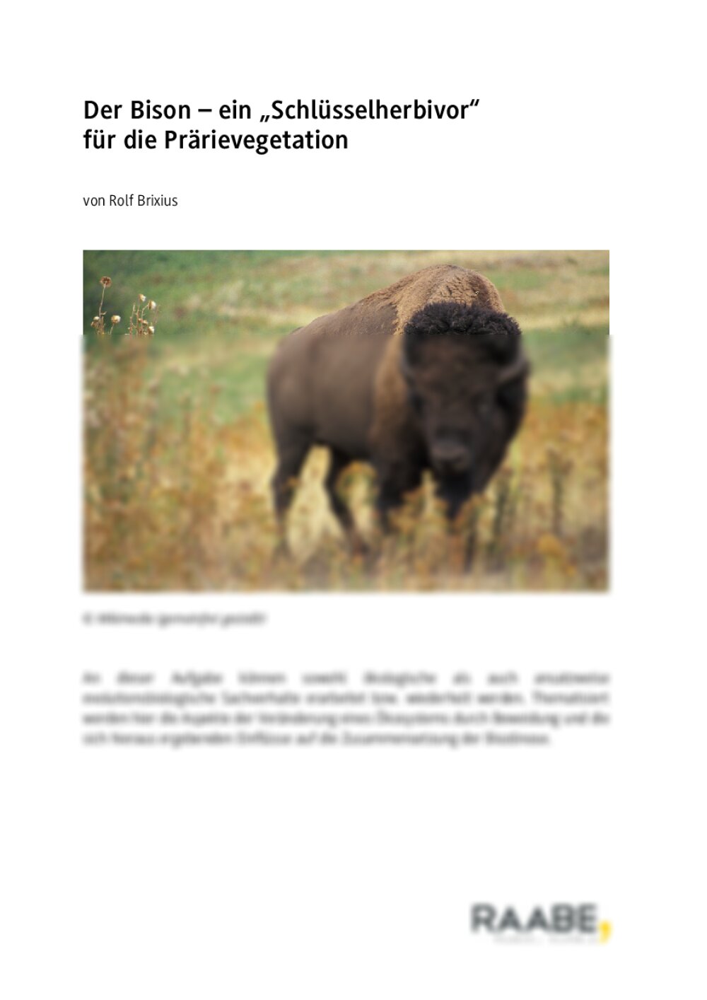 Der Bison – ein "Schlüsselherbivor" für die Prärievegetation - Seite 1