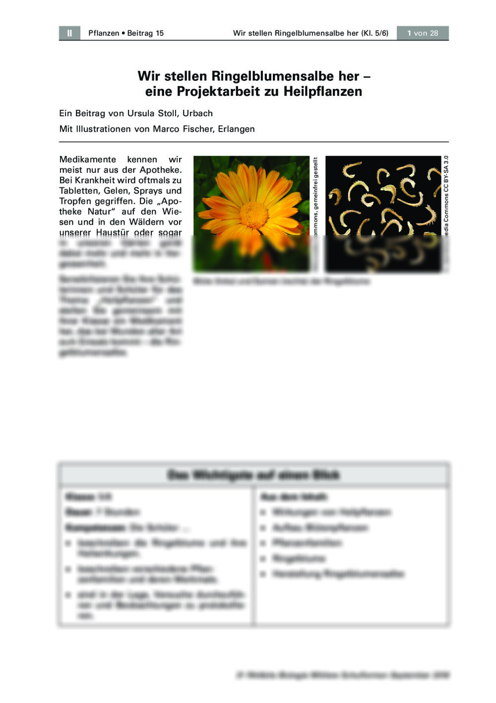 Wir stellen Ringelblumensalbe her - Seite 1