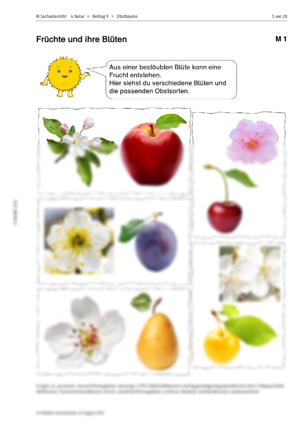 Bäume Und Ihre Früchte Arbeitsblatt
 Heimische Obstbäume und ihre Früchte kennen und unterscheiden lernen