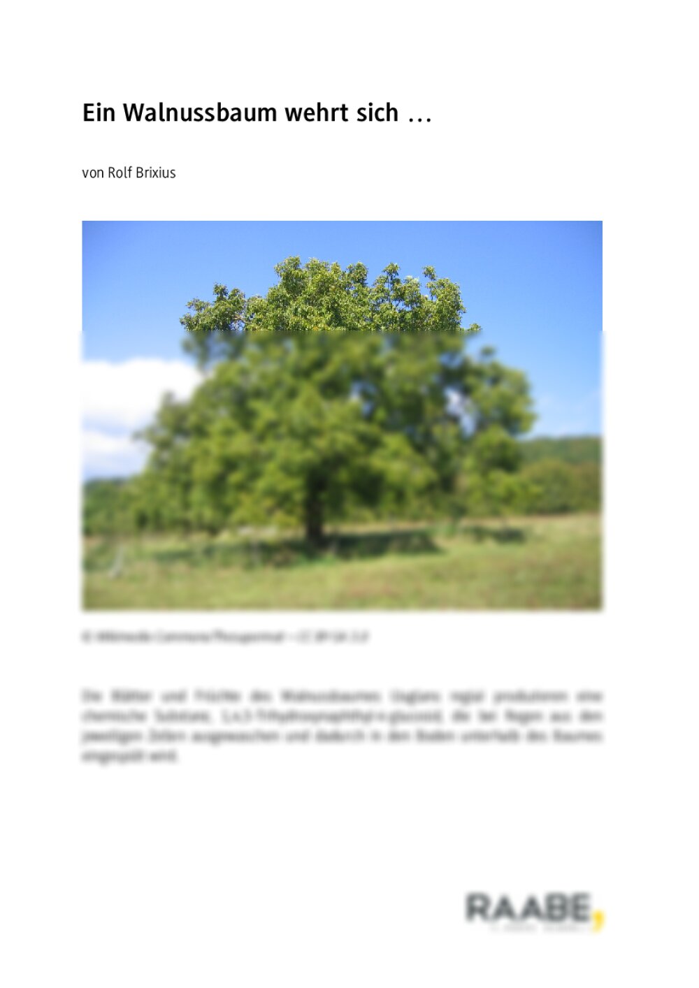 Die Chemie des Walnussbaums - Seite 1