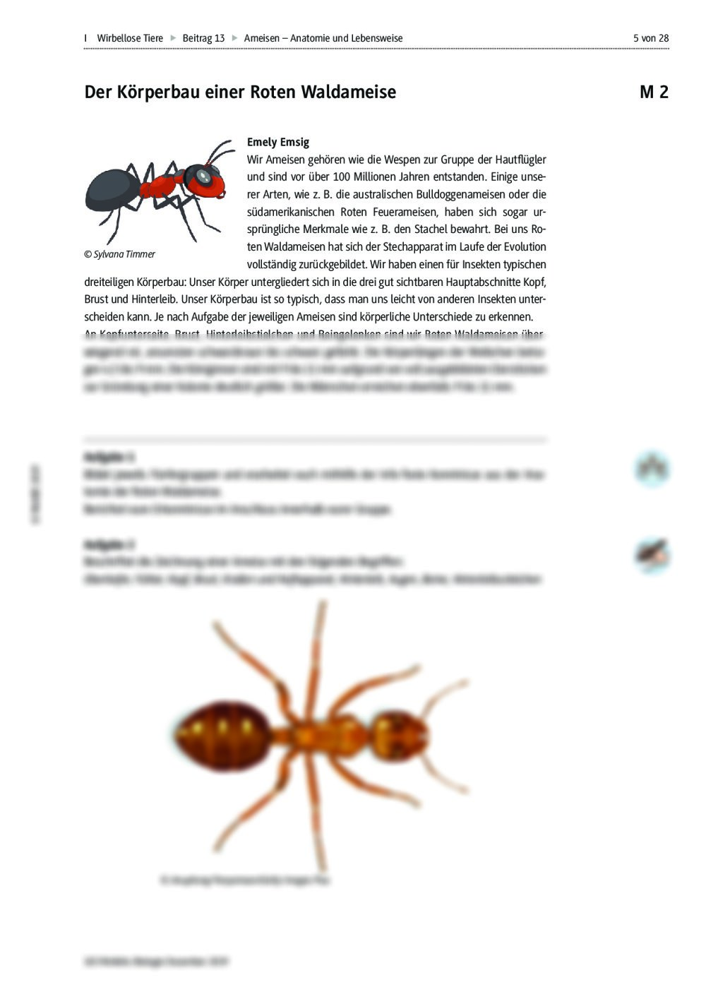 Die Anatomie und Lebensweise der Ameisen RAAbits Online