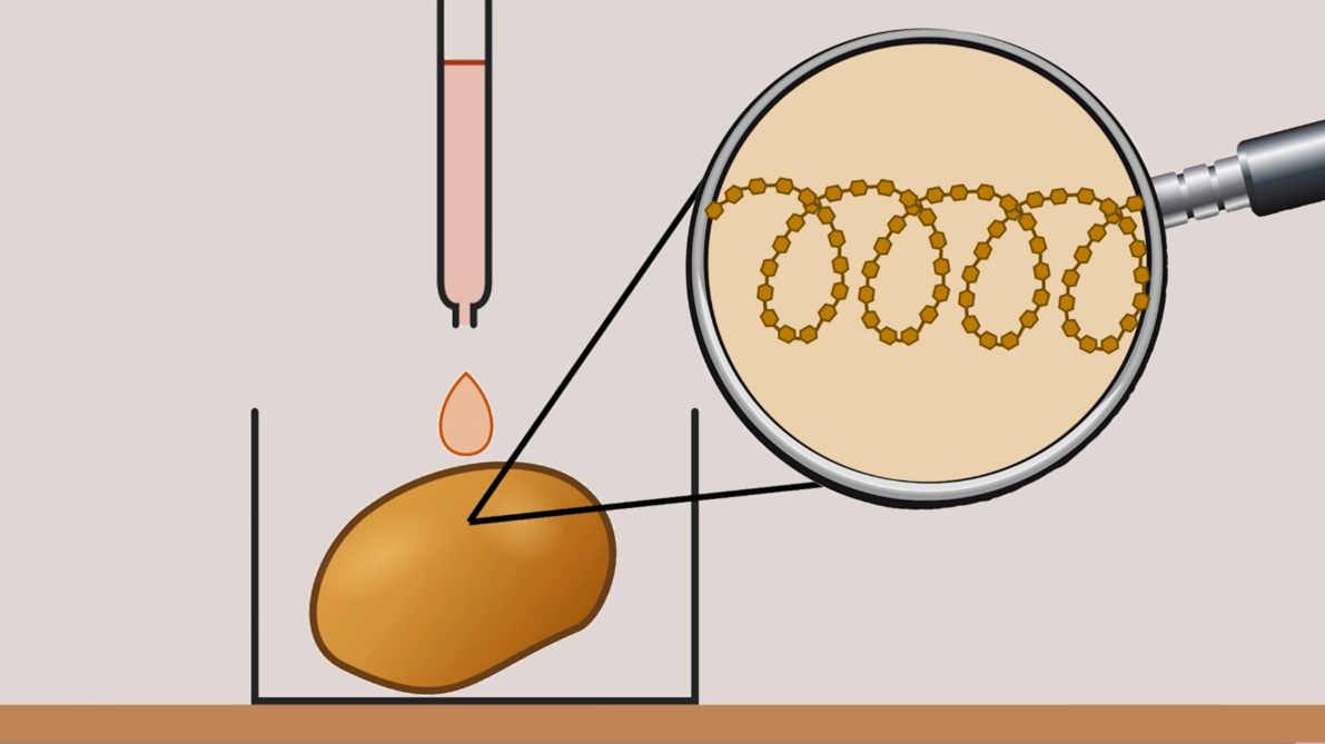 Experimentiervideo: Stärkenachweis mit Lugolscher Lösung