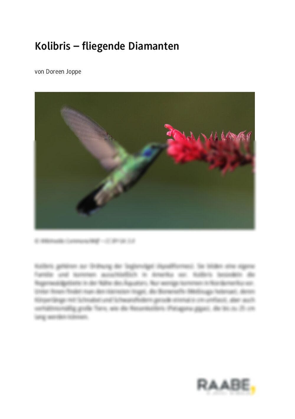 Kolibri - Seite 1