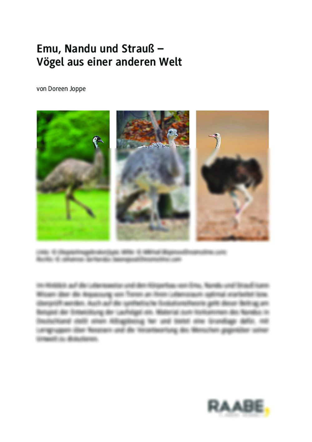 Emu, Nandu und Strauß - Seite 1