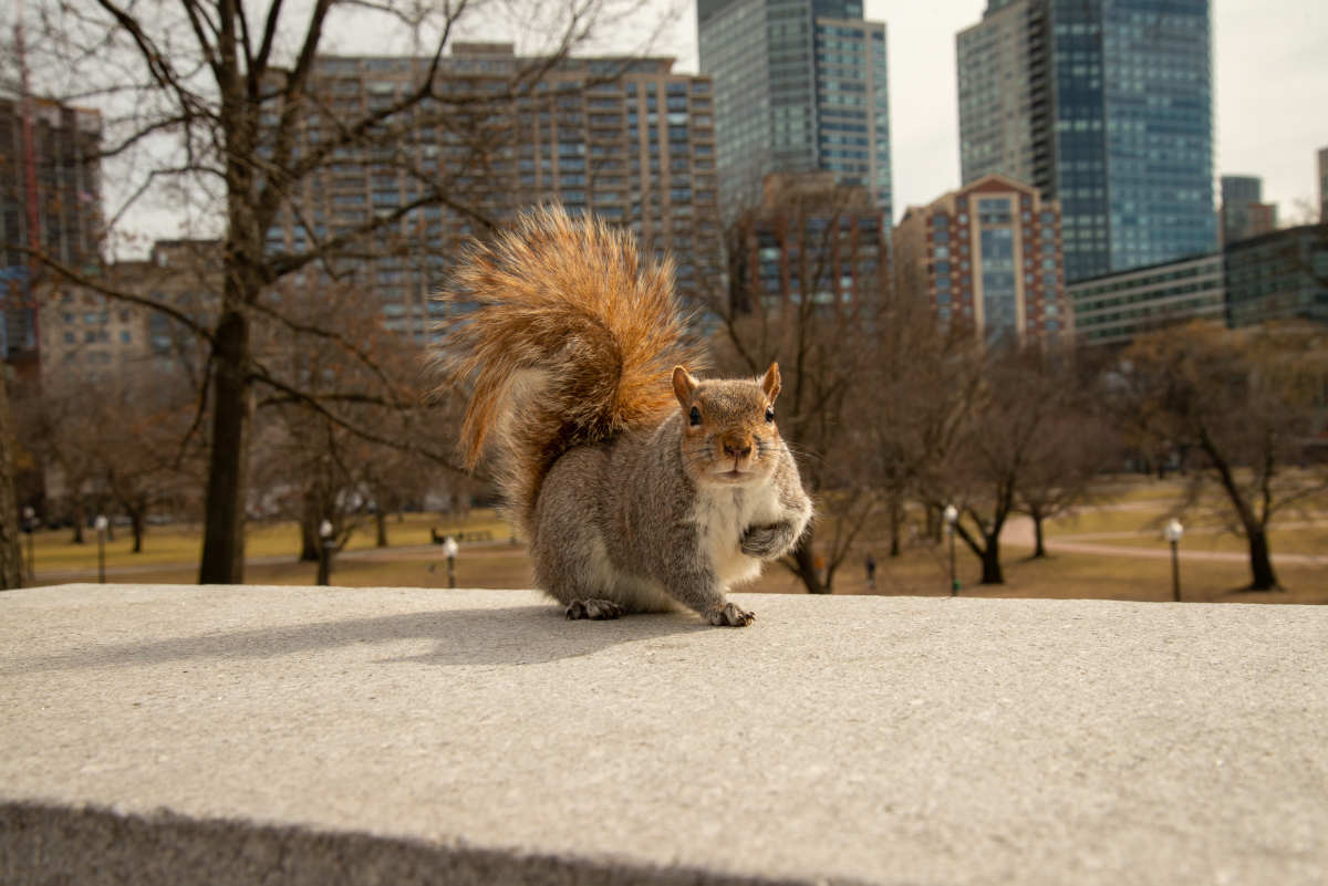 Audio – Wildlife in the city