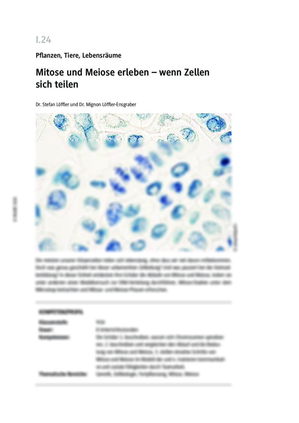 Mitose und Meiose - Phasen und Unterschiede - Seite 1