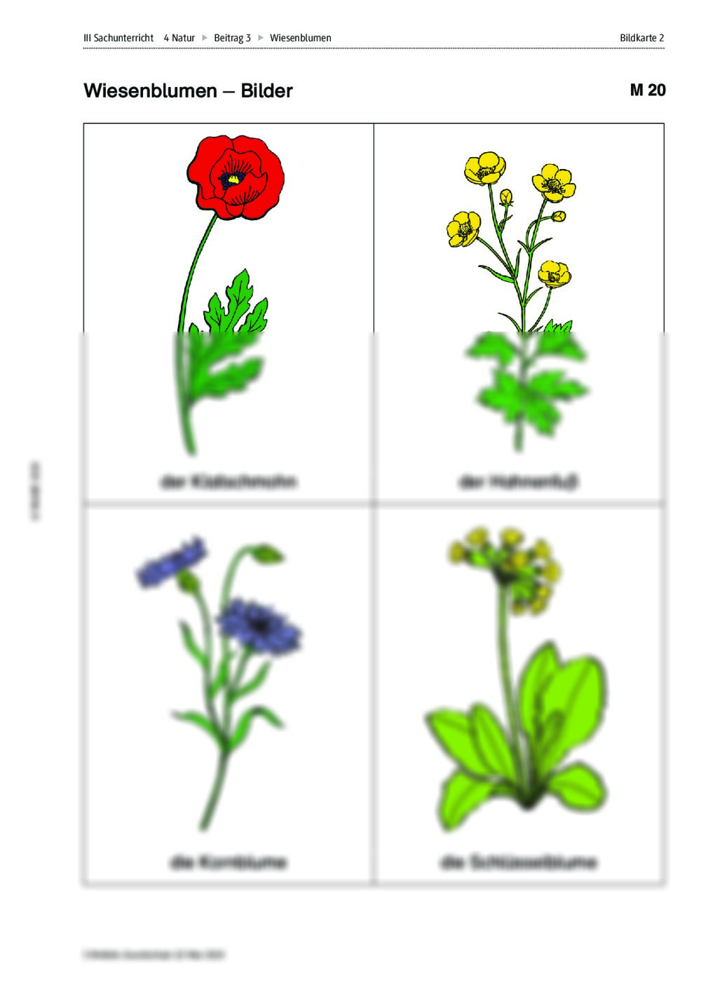 Wiesenblumen entdecken RAAbits Online