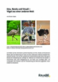 Emu, Nandu und Strauß