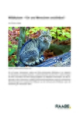 Wildkatzen