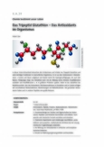 Das Tripeptid Glutathion