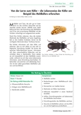 Lebensweise der Käfer