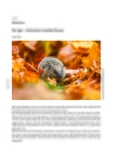 Der Igel