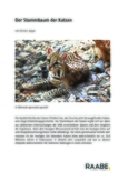 Stammbaum der Katzen